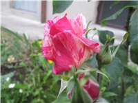 0e9104a3-papgeno pup 2.jpg